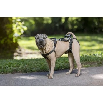 PetSafe CareLift Hebegeschirr Für Hunde Beige/ Schwarz M 6 PetSafe CareLift Hebegeschirr Für Hunde Beige/ Schwarz M – Bild 4