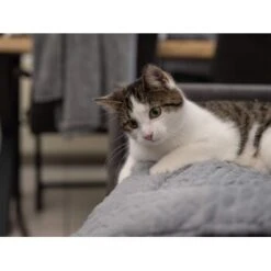 TrendPet Heaven Gefütterte Liegedecke XS 10 TrendPet Heaven Gefütterte Liegedecke XS -Ruffwear Geschaft 0ce4bfea7a8d58375a5ab2e0c7ab49bb32101c45 1288886 de DE b26e8758ae7727741358456e42508e120b01a0b9IW8zJl