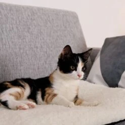 Lionto Selbstheizende Wärmematte Für Haustiere 11 Lionto Selbstheizende Wärmematte Für Haustiere -Ruffwear Geschaft 1c60bea0a221133711e8a66836fd8e8137a10111 1665986 de DE 833312c7d563d266e27440bc2991a9f6c9a1de302jRXXN