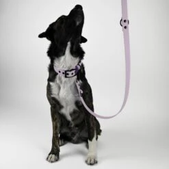 THE DOG IDEA Biothane Hundeleine Lavendel -Ruffwear Geschaft 2fcf6925808f0df54e05df77509839efb2d3de6e 1487851 de DE dc3950b7cb1495856a5618aa39b51188029407d2uE5DjL