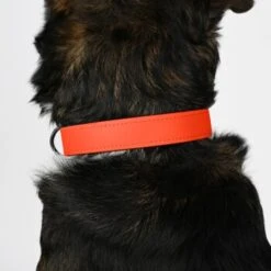 THE DOG IDEA Biothane Halsband Orange Neon Orange M -Ruffwear Geschaft 51ea5c788d1ad87c16ce3f6e511fe310355345e2 1481072 de DE f0e08182ef2d8d18aa3240afea8db7257fb62b23Owd2ZW