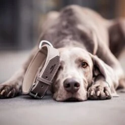 Freudentier Gefüttertes Halsband Aus Leder Dunkelbraun XXL -Ruffwear Geschaft 5681c55b991ba5be4b6eabd3cb2a68ec937fe256 1421279 de DE 5aab3ac98595ab01747e405ff2dea07414816a97OjhgLr