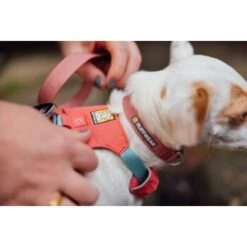 Ruffwear Hi & Light™ Halsband Pink XS -Ruffwear Geschaft 5a485b30804486c1a98a1936c73016ca7791107a 1444304 de DE e94a35b8fbe8fd878b386a3714b4e7c5737520e83PvpSP