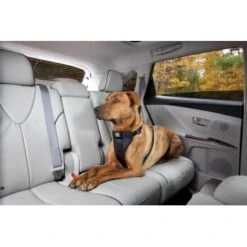 Kurgo Sicherheitsgeschirr XS 11 Kurgo Sicherheitsgeschirr XS -Ruffwear Geschaft 619516b10b1c8b18d6ea7d46179dd9d07183e503 a6b01c753702cf19a2c027a527b9c62fcb6429b2