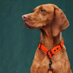 THE DOG IDEA Zugstopp Halsband Orange XS -Ruffwear Geschaft 62de472ef4f84b543f9cc874509c065974c9a3f3 1499712 de DE c446216eff523beabc9fab65b02eb3962b4715b4wUrpDL