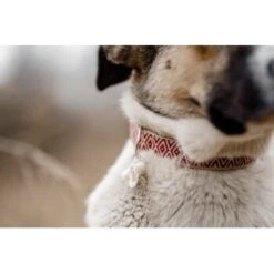 THE DOG IDEA Boho-Chic Halsband June S -Ruffwear Geschaft 6b516109463c2924668197da9f0abbda785422e5 1662735 de DE bc5b558a6c4ccb4f3e353a9bed3dea9003e5dd59PDkrLv