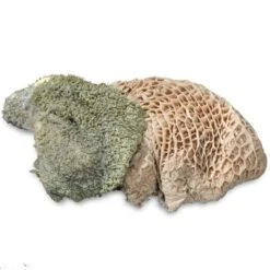 ProCani Buy Nature Pansen Grün 16x500 G -Ruffwear Geschaft 71a8a83dd756fbb16781bf6cc22fc4476cf3d110 1408847 de DE Pansen Napf Aufsicht 2