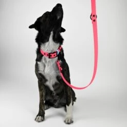 THE DOG IDEA Biothane Hundeleine Pink Hellblau -Ruffwear Geschaft 731d4b8cb65abe3c1a669045707568114c0b2d7f 1487843 de DE 2d03bb6a53d134df1455a87bb58ff04ae97243b0TQMEzI