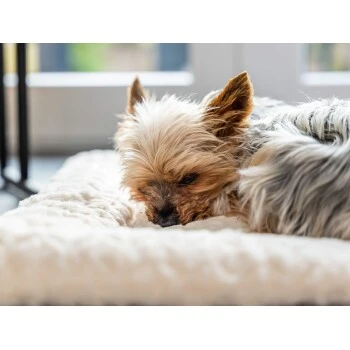 TrendPet Heaven Gefütterte Liegedecke Beige XS 7 TrendPet Heaven Gefütterte Liegedecke Beige XS – Bild 5