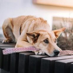 THE DOG IDEA Boho-Chic Hundeleine June 1,2 M 8 THE DOG IDEA Boho-Chic Hundeleine June 1,2 M -Ruffwear Geschaft 803101f3242a39efaaa93e667a4c0ccc0534c558 1662738 de DE 9ae6d8cc0853bff05aacc9fa71108f2141b94818Xy2XA2