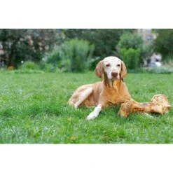 Irish Pure Giant Beef Bone 10 Irish Pure Giant Beef Bone -Ruffwear Geschaft 86b097faf9a0196246935fbf5ce74d2766656c5a 1288899 de DE 690203a5b936f847408528d712bec5c6f6352a69nUjHKg