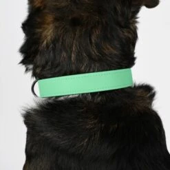 THE DOG IDEA Biothane Halsband Mint Mint S -Ruffwear Geschaft 8d1a5f805460d30b5764d835ccc7075c7a97e817 1679174 de DE e9d0d70e6fbe2729d1d5025777841e5f97dcbb26MSdywL