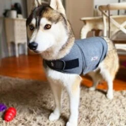 Thundershirt Beruhigungsweste Grau XS -Ruffwear Geschaft 9a1e301e33f1361e91f7c9989e135033c3825116 854880001141.PT09