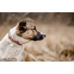 THE DOG IDEA Boho-Chic Halsband June S -Ruffwear Geschaft 9a4d5a684cfd1e6c2d2173609282c1822bea620c 1662735 de DE 6e0814c83a3ae6d1ee3ccd901e0fc15b1c4295e8bCG0ze