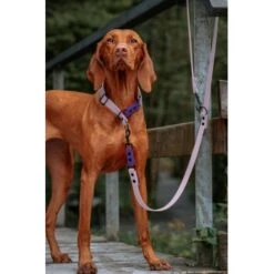 THE DOG IDEA Zugstopp Halsband Neongelb XS -Ruffwear Geschaft a9eb65b18679db5887663cecee11d1f4cbdc5136 1499718 de DE 00037f8dfd20b509a936d62cc8e84568730e7f27kBE7UH