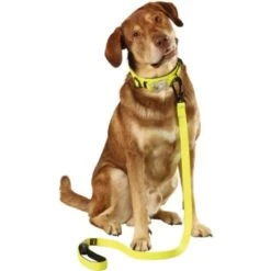 Dogs Creek Leuchtleine Polar Light 10 Dogs Creek Leuchtleine Polar Light -Ruffwear Geschaft af379960fc8b4bd03b257833a47854059fdb7b90 69999f3e6d5073d27f0cea556b6fdcf15f6ba954