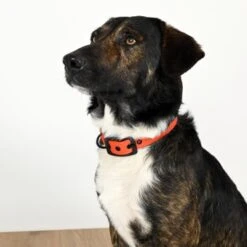 THE DOG IDEA Biothane Halsband Orange Schwarz XS -Ruffwear Geschaft b17701087f25f77a6937425eaae3645a9841649a 1662780 de DE b4a991939555f87003f41d74edc6cdb3a75677f87lCwja