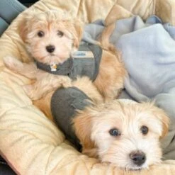 Thundershirt Beruhigungsweste Grau XS -Ruffwear Geschaft b73ccfbb685e050e9f2290d960047b91d2dcc354 1102942 3