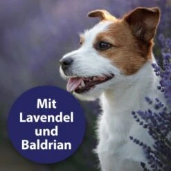 Canosept Beruhigungshalsband -Ruffwear Geschaft b86b5f92ea7802d36b06b0d7cd3c93cc87741d4f 1265538 de DE 00de585460154788ef028c7082c84ed32881a867QwLvOz