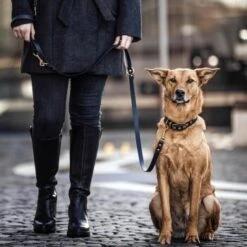 THE DOG IDEA Biothane Halsband Gold Braun XS -Ruffwear Geschaft d512e094ef874a15eecfe9b828bfc911b6bf4b89 1655403 de DE 01b2176a917ca11ea55be7a01d9a2ab678a246c6hgv4Ao