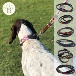 Kipita Polo Hundeleine Rainbow -Ruffwear Geschaft dd517b022dd39d436c7ddc7690b97a5c4f7e57ec 1410959 de DE a7397b328ffff38505bae2e7c9f087e08f5de0f5sS4rT4