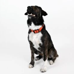 THE DOG IDEA Biothane Halsband Orange Neon Orange M -Ruffwear Geschaft f82b95fe0914ba7fb90b5448ed566b6774598b24 1481072 de DE 295a951c20e19ba138952292557598f594888b49wu0leh