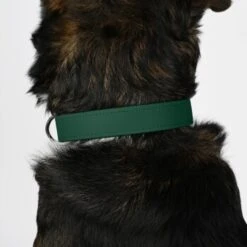 THE DOG IDEA Biothane Halsband Dunkelgrün XS -Ruffwear Geschaft f9210efff583b3e05496b67e823e01eb4b03e858 1674186 de DE 2d98ac1531a8520d8469317820414b744558358dIf8AKW